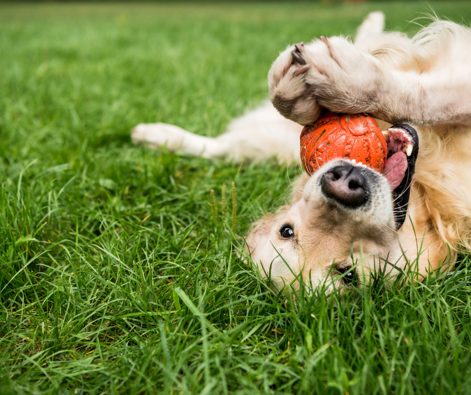 Dog Park